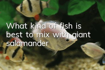 What kind of fish is best to mix with giant salamander?