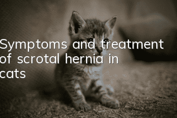 Symptoms and treatment of scrotal hernia in cats