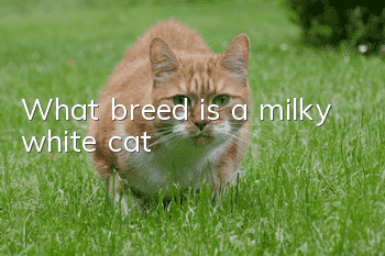 What breed is a milky white cat?