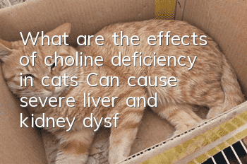 What are the effects of choline deficiency in cats? Can cause severe liver and kidney dysfunction