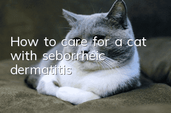 How to care for a cat with seborrheic dermatitis?