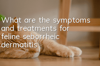 What are the symptoms and treatments for feline seborrheic dermatitis?