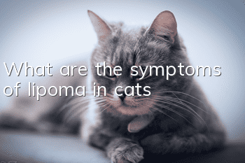What are the symptoms of lipoma in cats?