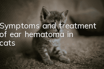 Symptoms and treatment of ear hematoma in cats