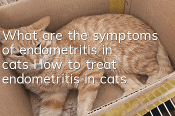 What are the symptoms of endometritis in cats? How to treat endometritis in cats