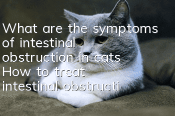 What are the symptoms of intestinal obstruction in cats? How to treat intestinal obstruction in cats