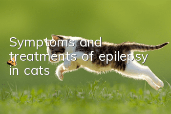 Symptoms and treatments of epilepsy in cats