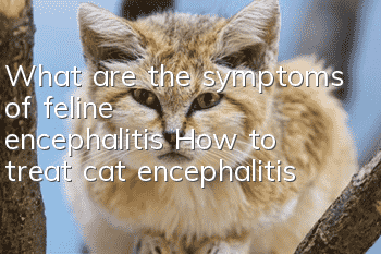 What are the symptoms of feline encephalitis? How to treat cat encephalitis