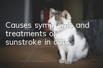 Causes, symptoms and treatments of sunstroke in cats