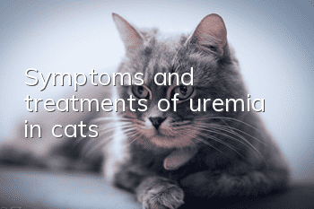 Symptoms and treatments of uremia in cats