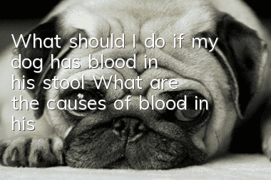 What should I do if my dog ​​has blood in his stool? What are the causes of blood in his stool?