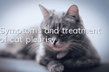 Symptoms and treatment of cat pleurisy