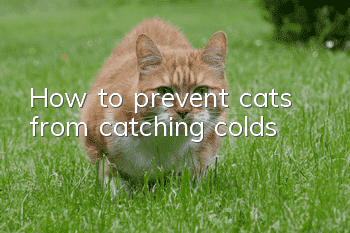 How to prevent cats from catching colds?