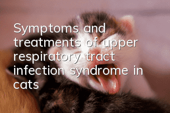 Symptoms and treatments of upper respiratory tract infection syndrome in cats