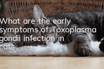 What are the early symptoms of Toxoplasma gondii infection in cats?