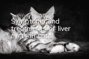Symptoms and treatments of liver cysts in cats