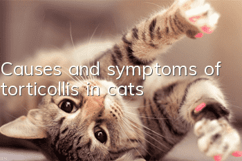 Causes and symptoms of torticollis in cats