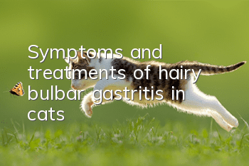 Symptoms and treatments of hairy bulbar gastritis in cats