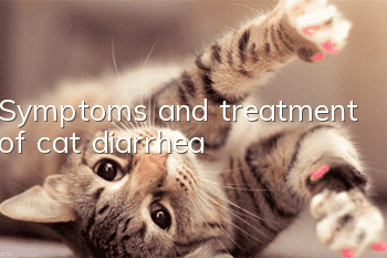 Symptoms and treatment of cat diarrhea
