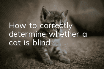 How to correctly determine whether a cat is blind?