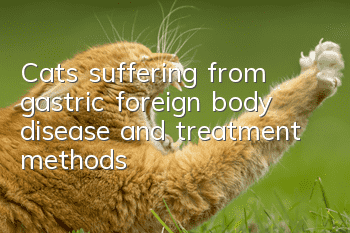 Cats suffering from gastric foreign body disease and treatment methods