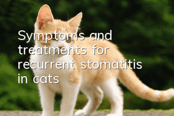 Symptoms and treatments for recurrent stomatitis in cats
