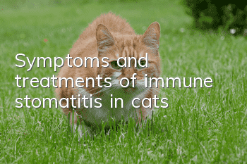 Symptoms and treatments of immune stomatitis in cats