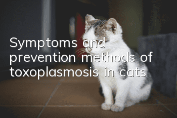 Symptoms and prevention methods of toxoplasmosis in cats