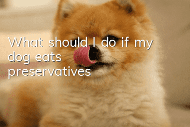 What should I do if my dog eats preservatives?