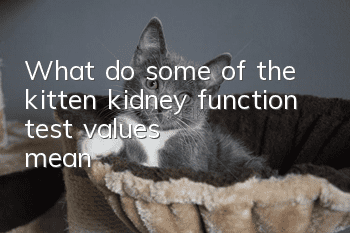 What do some of the kitten kidney function test values mean?