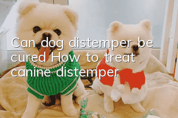Can dog distemper be cured? How to treat canine distemper?