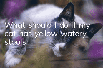 What should I do if my cat has yellow watery stools?