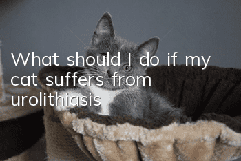 What should I do if my cat suffers from urolithiasis?