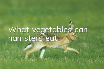 What vegetables can hamsters eat?