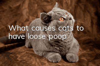 What causes cats to have loose poop?