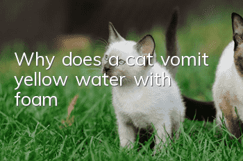 Why does a cat vomit yellow water with foam?