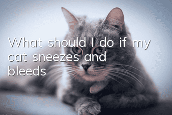 What should I do if my cat sneezes and bleeds?