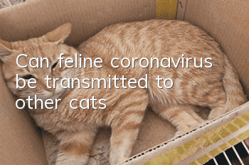 Can feline coronavirus be transmitted to other cats?