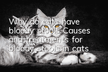 Why do cats have bloody stools? Causes and treatments for bloody stools in cats