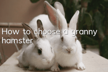 How to choose a granny hamster