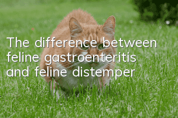 The difference between feline gastroenteritis and feline distemper