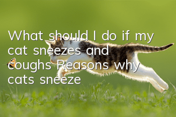 What should I do if my cat sneezes and coughs? Reasons why cats sneeze