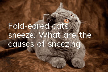 Fold-eared cats sneeze. What are the causes of sneezing?