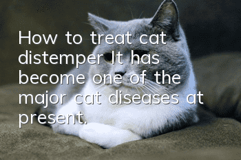 How to treat cat distemper? It has become one of the major cat diseases at present.