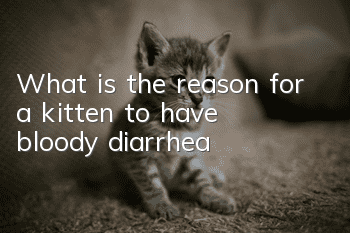 What is the reason for a kitten to have bloody diarrhea?