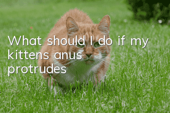 What should I do if my kitten’s anus protrudes?
