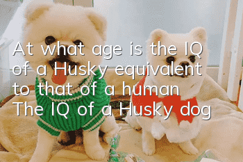 At what age is the IQ of a Husky equivalent to that of a human? The IQ of a Husky dog!