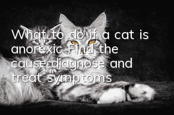 What to do if a cat is anorexic? Find the cause, diagnose and treat symptoms
