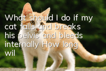 What should I do if my cat falls and breaks his pelvis and bleeds internally? How long will it take to get better?