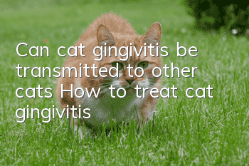 Can cat gingivitis be transmitted to other cats (How to treat cat gingivitis)